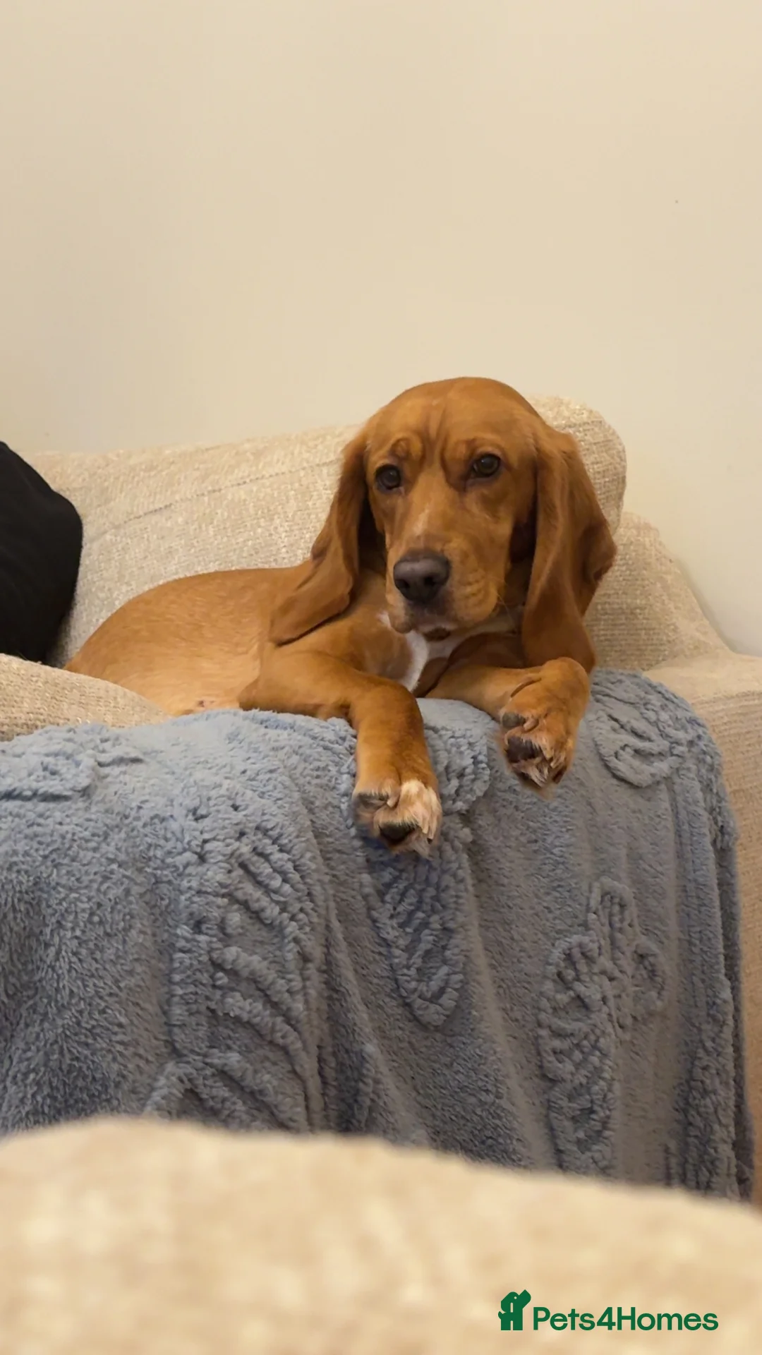 Bocker dogs for sale: Ginger (female bocker) - Advert 9