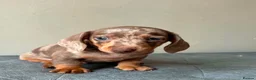 Miniature Dachshund dogs for sale: Miniature dachshund puppies - Advert 2