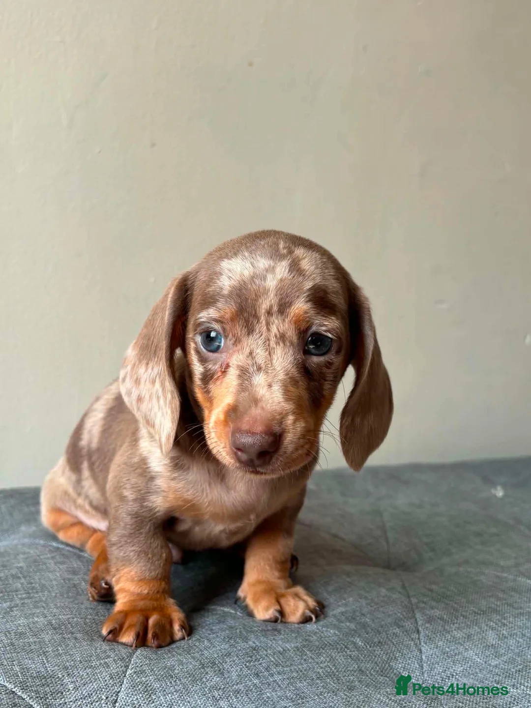 Miniature Dachshund dogs for sale: Miniature dachshund puppies - Advert 2