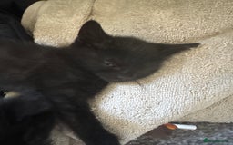 Domestic Shorthair cats for sale: domestic shorthair cats  - Image 1