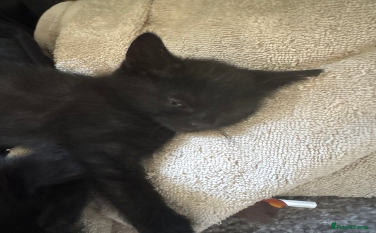Domestic Shorthair cats - Advert 5