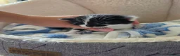 Mixed Breed cats for sale: Sweet sweet babies  - Advert 3
