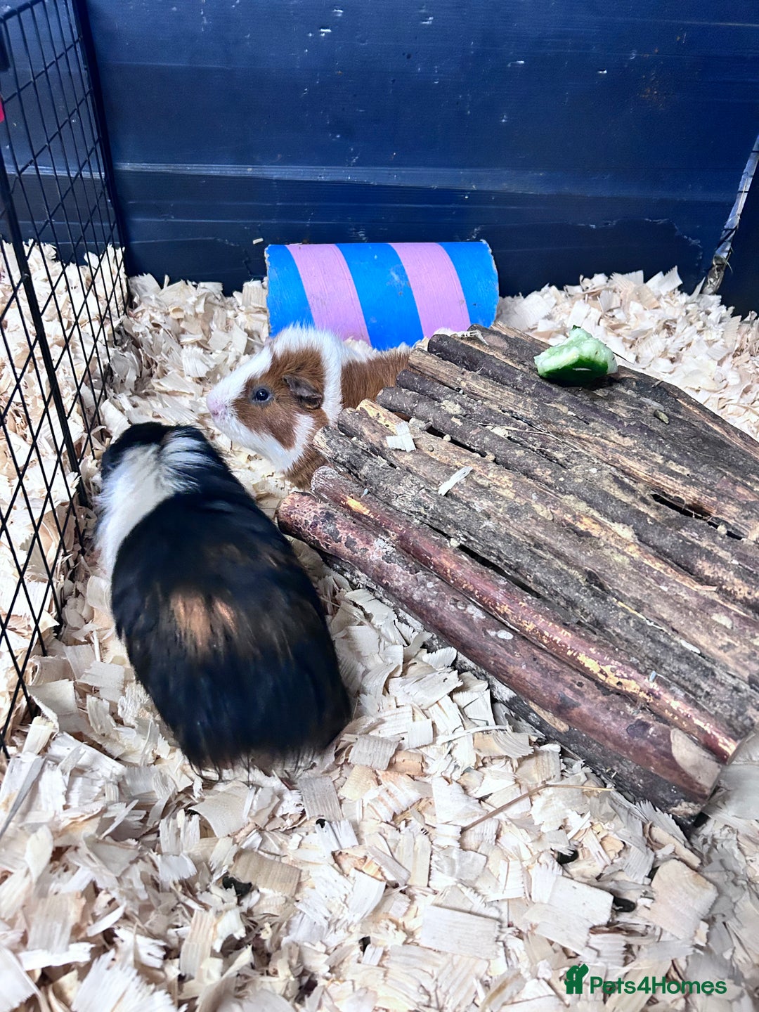 Guinea Pig rodents for sale: Jett & Fox- beautiful pair of bonded boys  - Advert 7