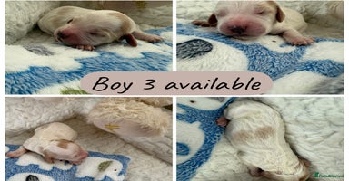 Cockapoo dogs 9- Ready Dec 20th. Fully dna & health tested clear - Advert 9