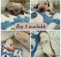 Cockapoo dogs 9- Ready Dec 20th. Fully dna & health tested clear - Advert 5