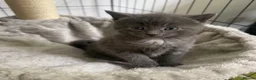 Mixed Breed cats for sale: Adorable grey kittens & tabby grey kittens  in Salisbury - Advert 7