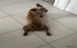 French Bulldog dogs for sale: Isabella & Tan fluffy French bulldoy - Image 3