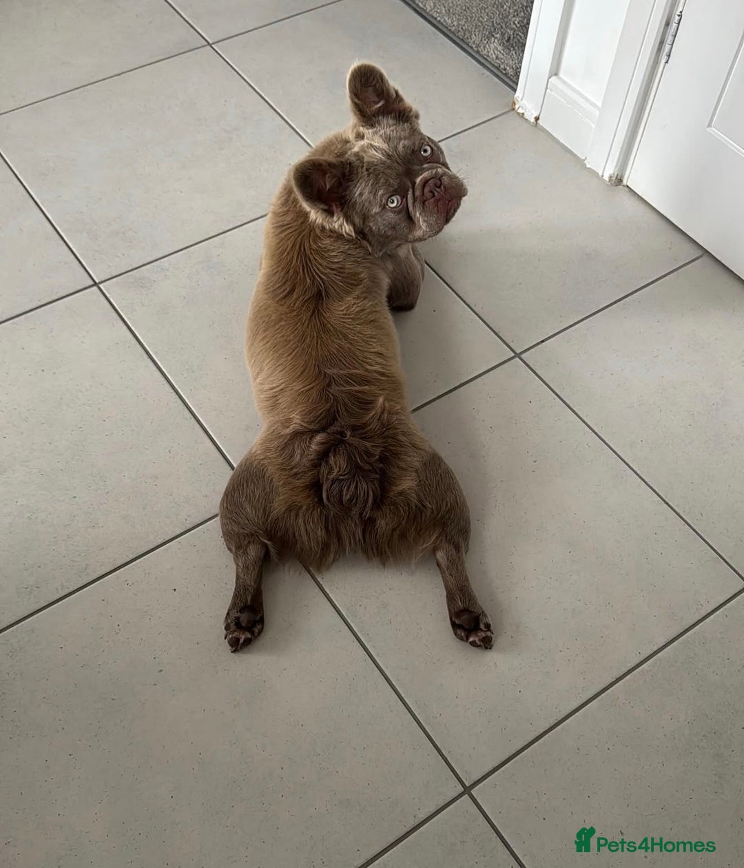 French Bulldog dogs for sale: Isabella & Tan fluffy French bulldoy - Image 3