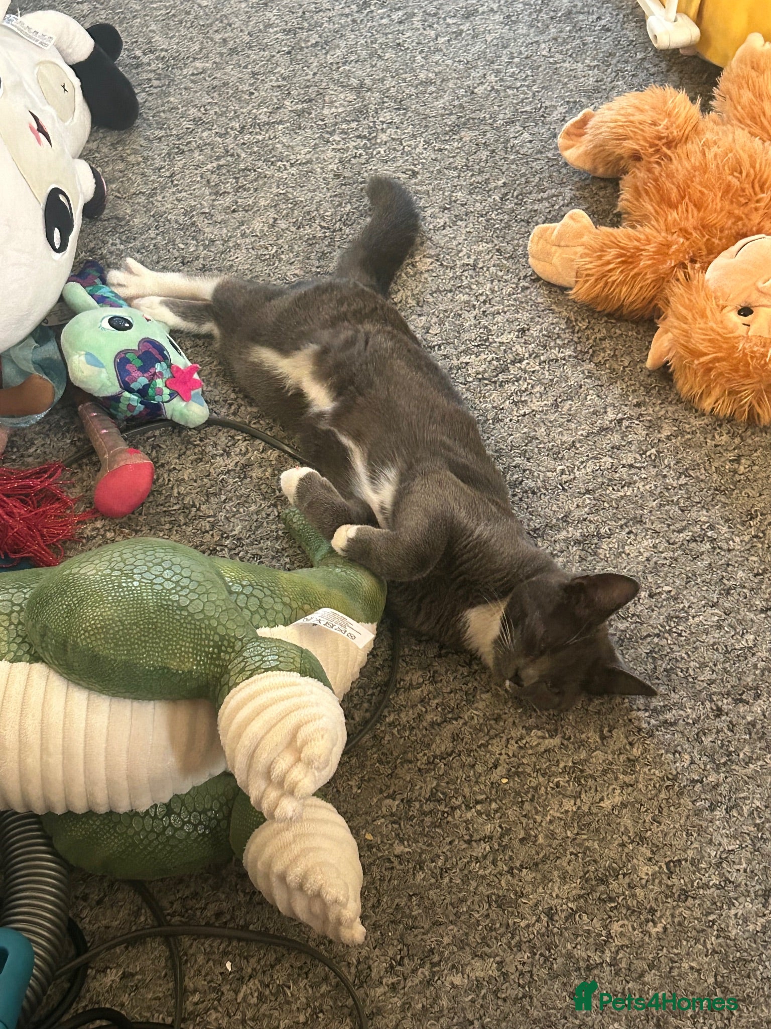 Mixed Breed cats Grey and white kitten for sale.  - Advert 1