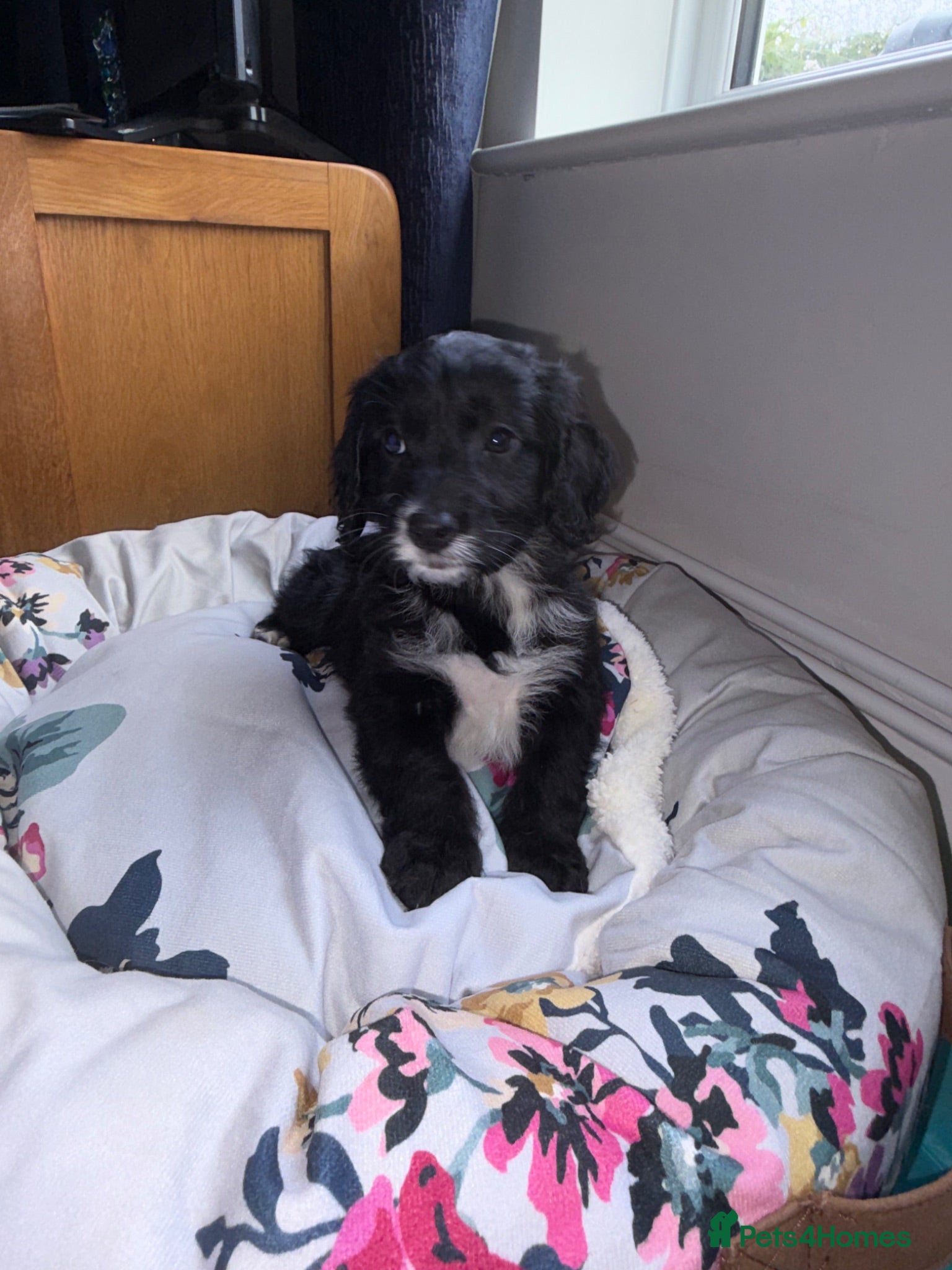 Cockapoo dogs F1 AMAZING BLACK AND WHITE FEMALE AVAILABLE  - Advert 2