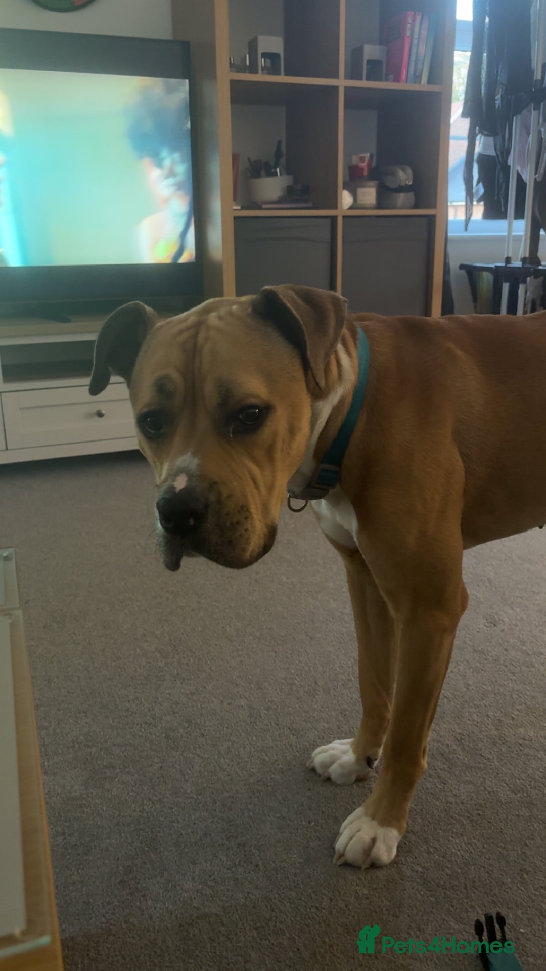 Mixed Breed dogs for sale: Tyson - Image 3