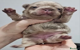 French Bulldog dogs for sale: French Bulldog Visual fluffies - Advert 33