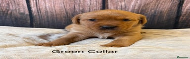 Green Collar Male