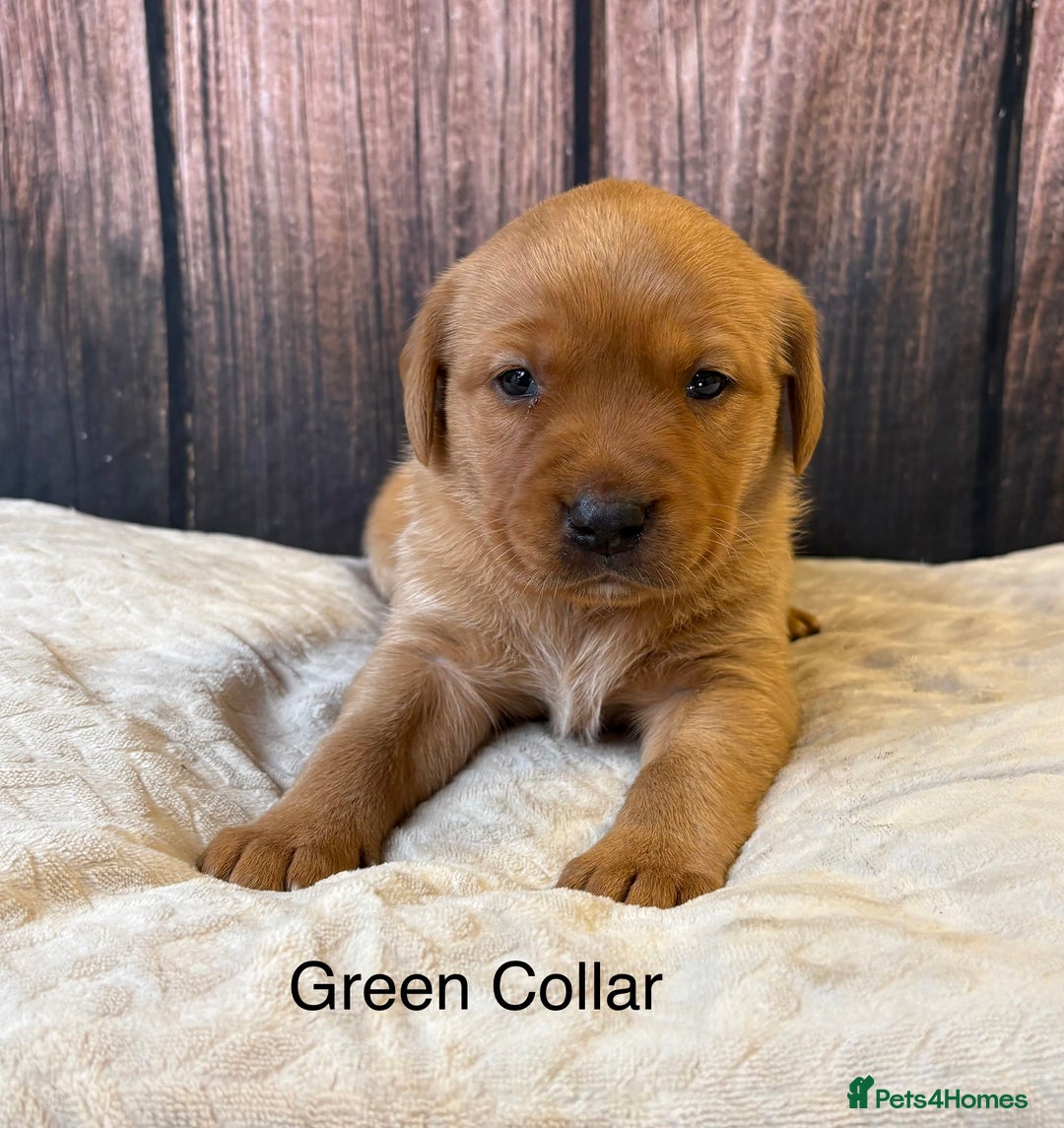 Labrador Retriever dogs for sale: Outstanding Chunky Labradors Puppies 🐶  - Advert 3