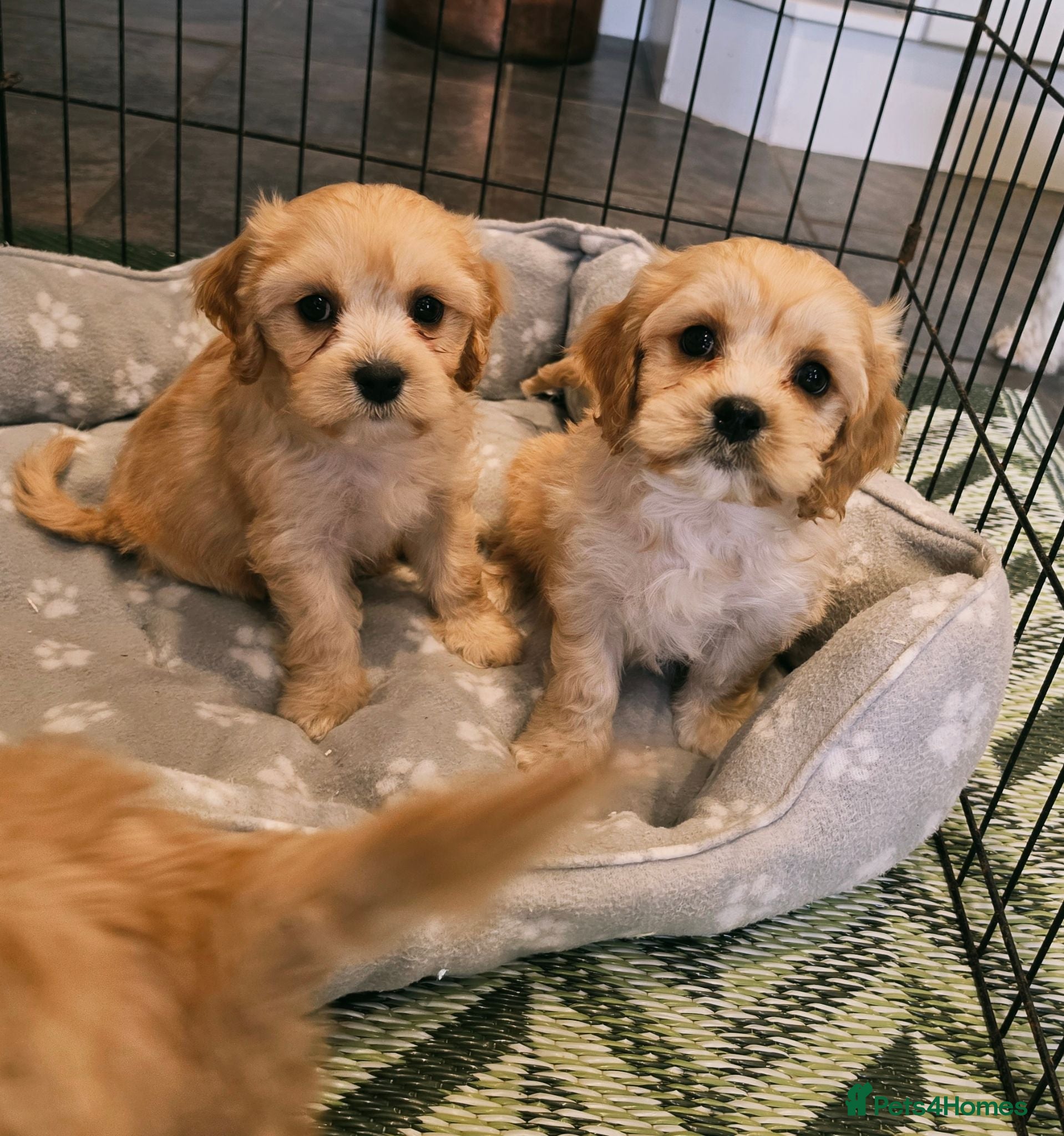 Cavachon dogs 2 BOYS LEFT😍🐾💙💖 - READY TO LEAVE NOW!  - Advert 1