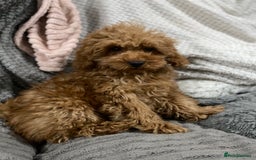 Toy Poodle dogs for sale: Stunning Red Toy Poodle Boy - Image 2