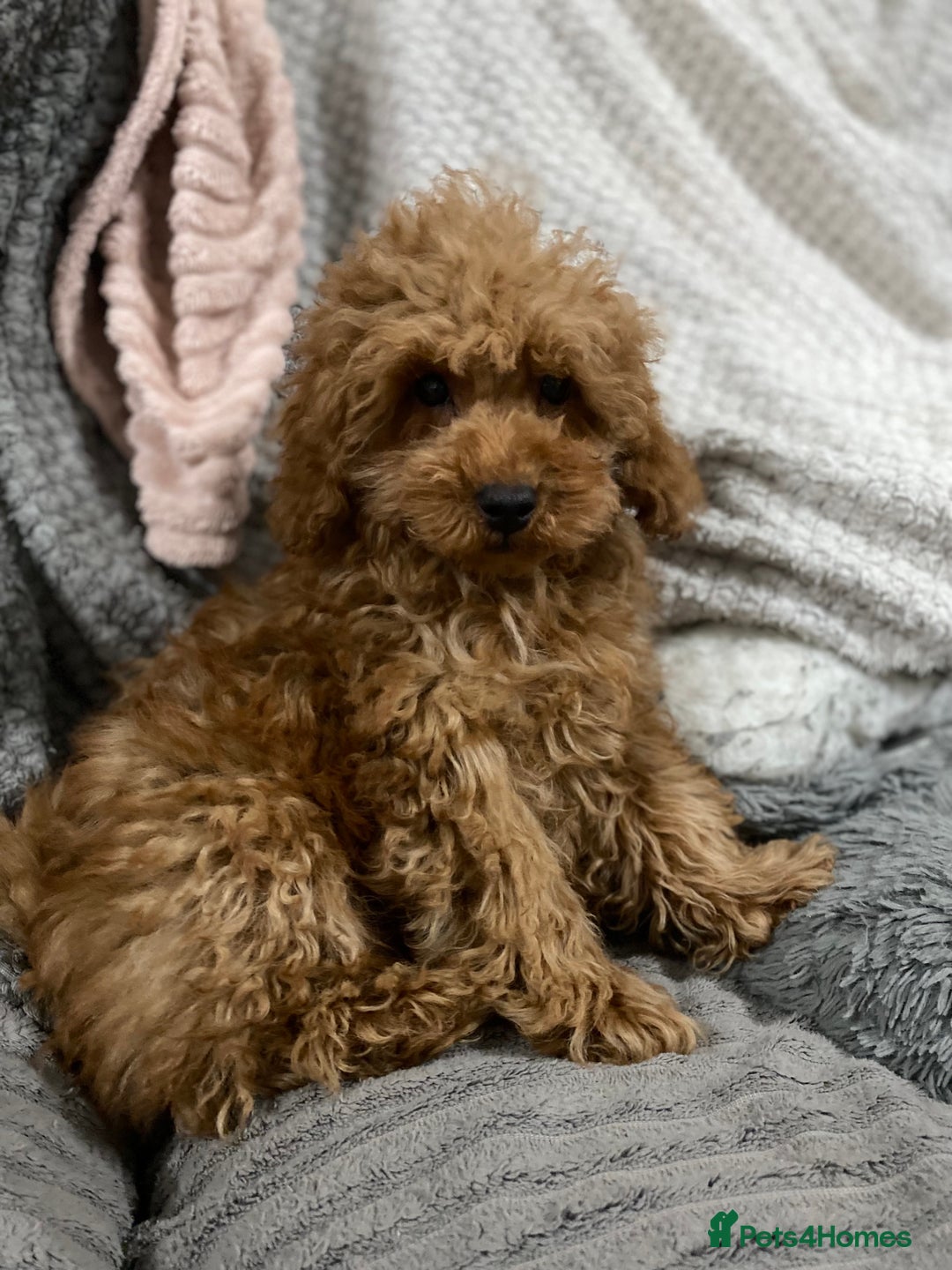 Toy Poodle dogs for sale: Stunning Red Toy Poodle Boy - Image 2