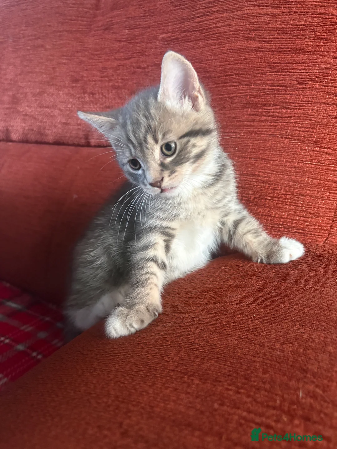 Mixed Breed cats for sale: british shorthair  - Advert 2