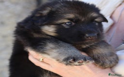 German Shepherd dogs for sale: Adorable GSD pups, straight back line, KC reg - Image 17