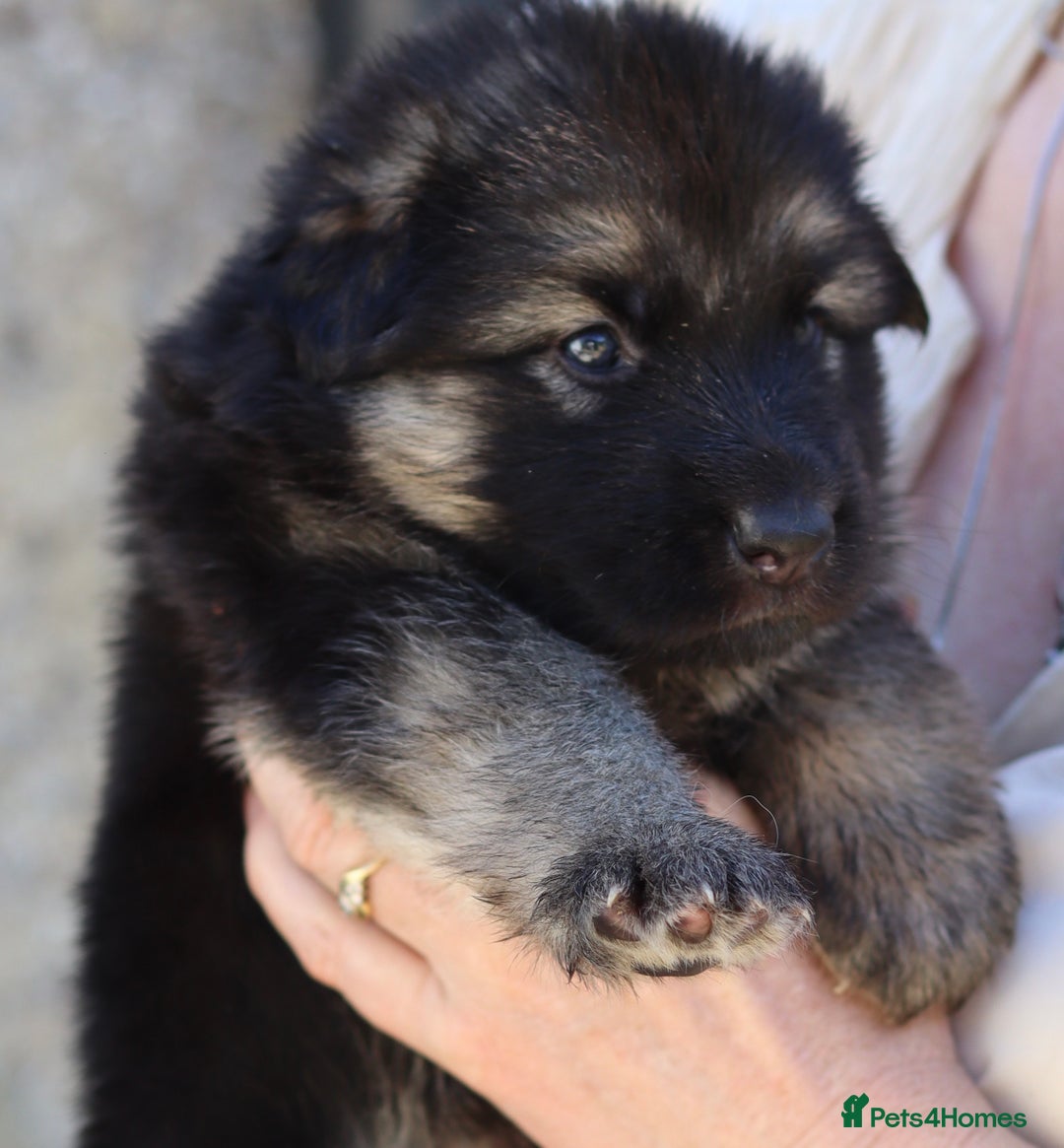 German Shepherd dogs for sale: Adorable GSD pups, straight back line, KC reg - Image 17