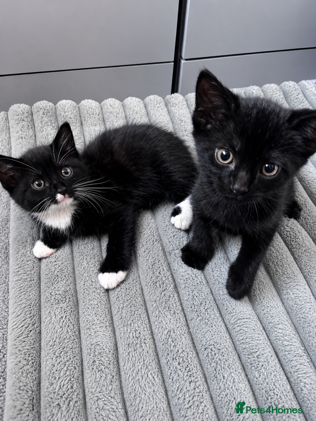 Mixed Breed cats Bonded Male Black & White Kittens  - Advert 5
