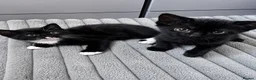 Mixed Breed cats for sale: Bonded Male Black & White Kittens  - Advert 1