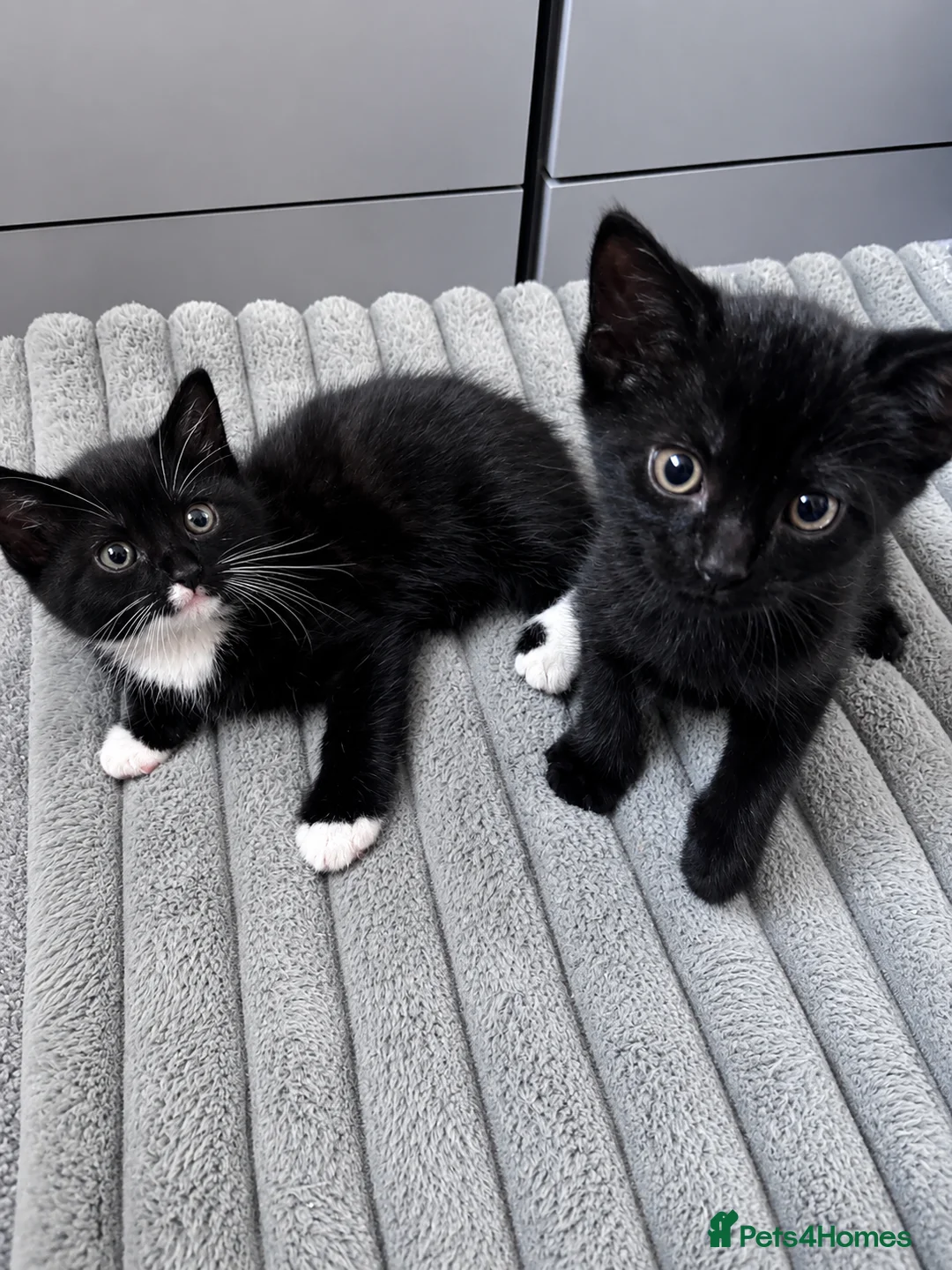 Mixed Breed cats for sale: Bonded Male Black & White Kittens  - Advert 1