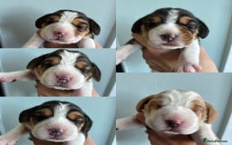 Beagle dogs for sale: Only 1 boy KC Registered Top Quality Beagle Puppy - Image 11