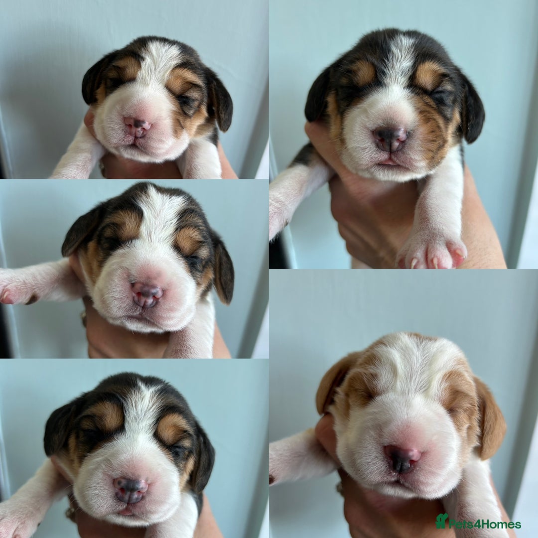 Beagle dogs for sale: Only 1 boy KC Registered Top Quality Beagle Puppy - Image 11