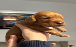 Cocker Spaniel dogs for sale: Red Cocker Spaniel Puppies - Image 33