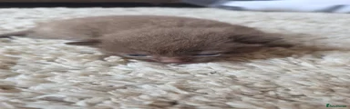 Mink boy
