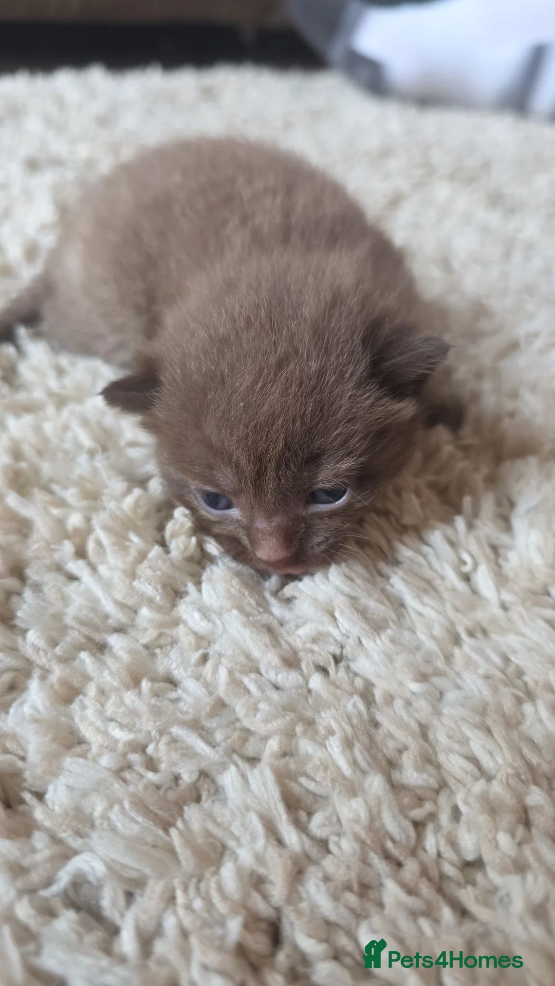 Mixed Breed cats for sale:  BEAUTIFUL RUSSIAN BLUE X BSH KITTENS  - Advert 1