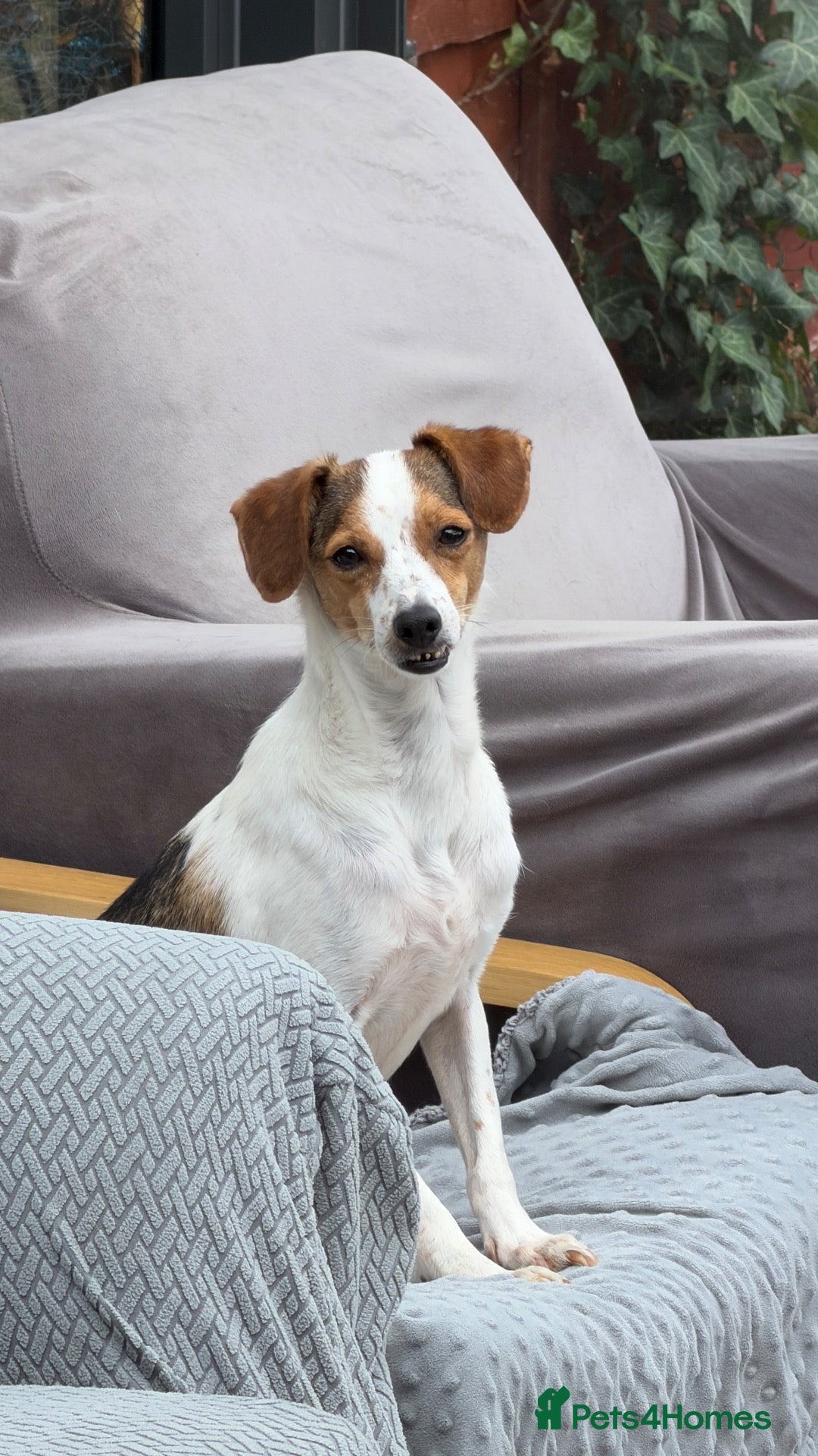 Mixed Breed dogs Shy at First, Sassy Underneath 💗 - Advert 2