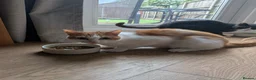 Mixed Breed cats for sale: Lando (ginger and white adult male) - Advert 3