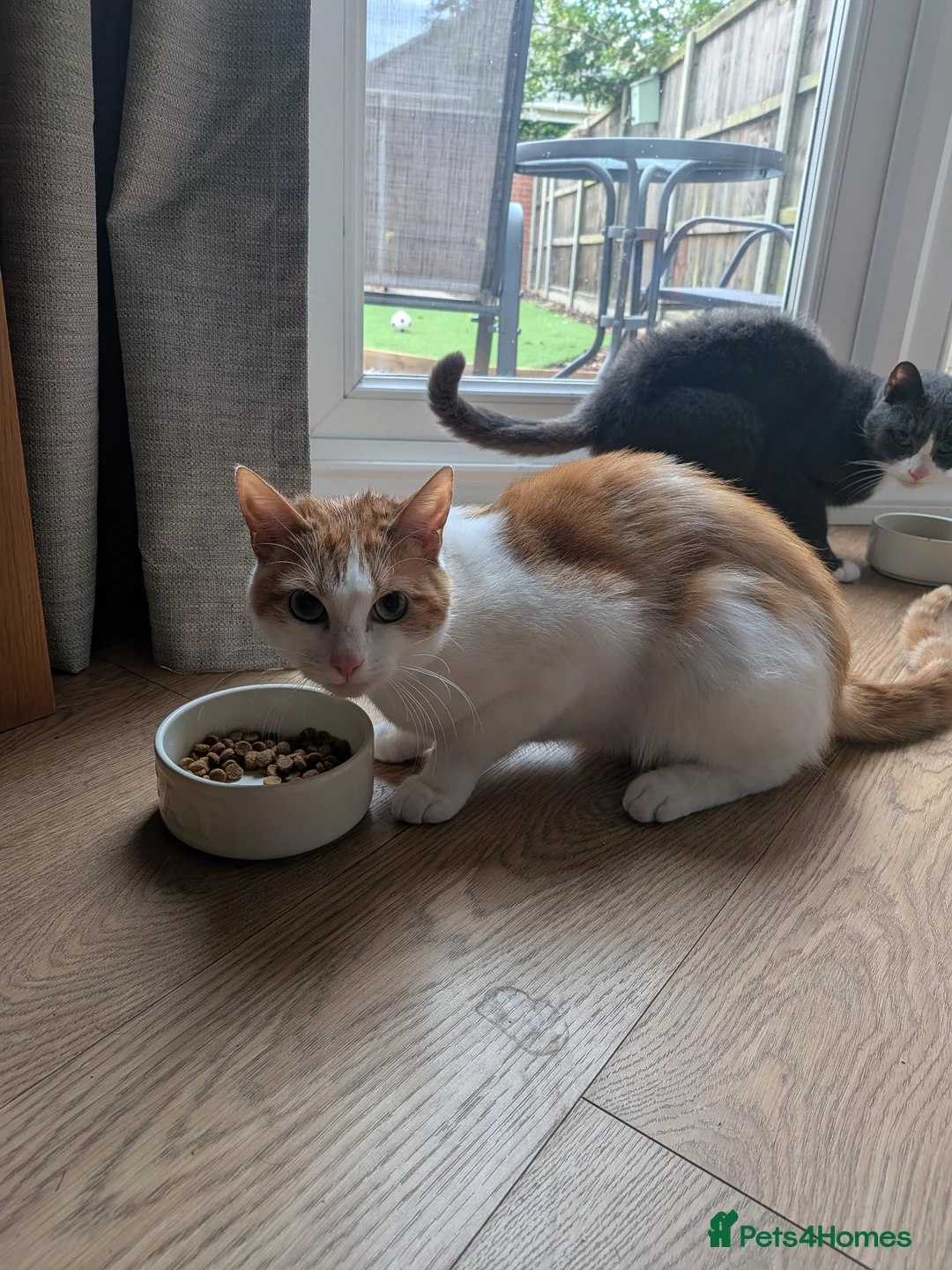 Mixed Breed cats for sale: Lando (ginger and white adult male) - Advert 3