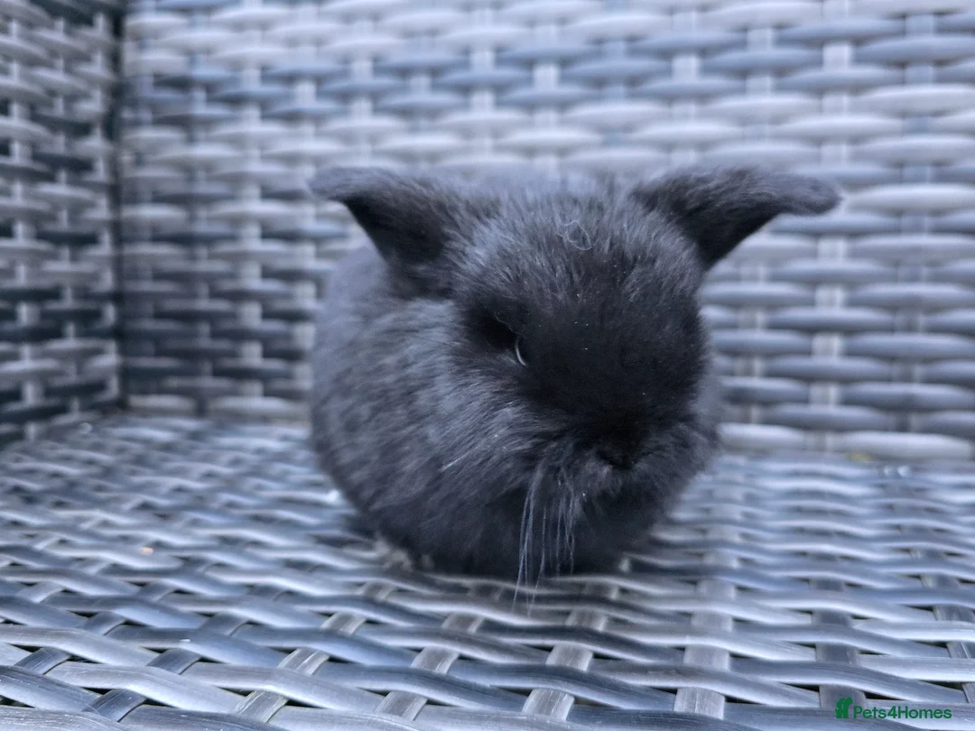 Mini Lop rabbits for sale: Beautiful mini lop bunnies  - Advert 3