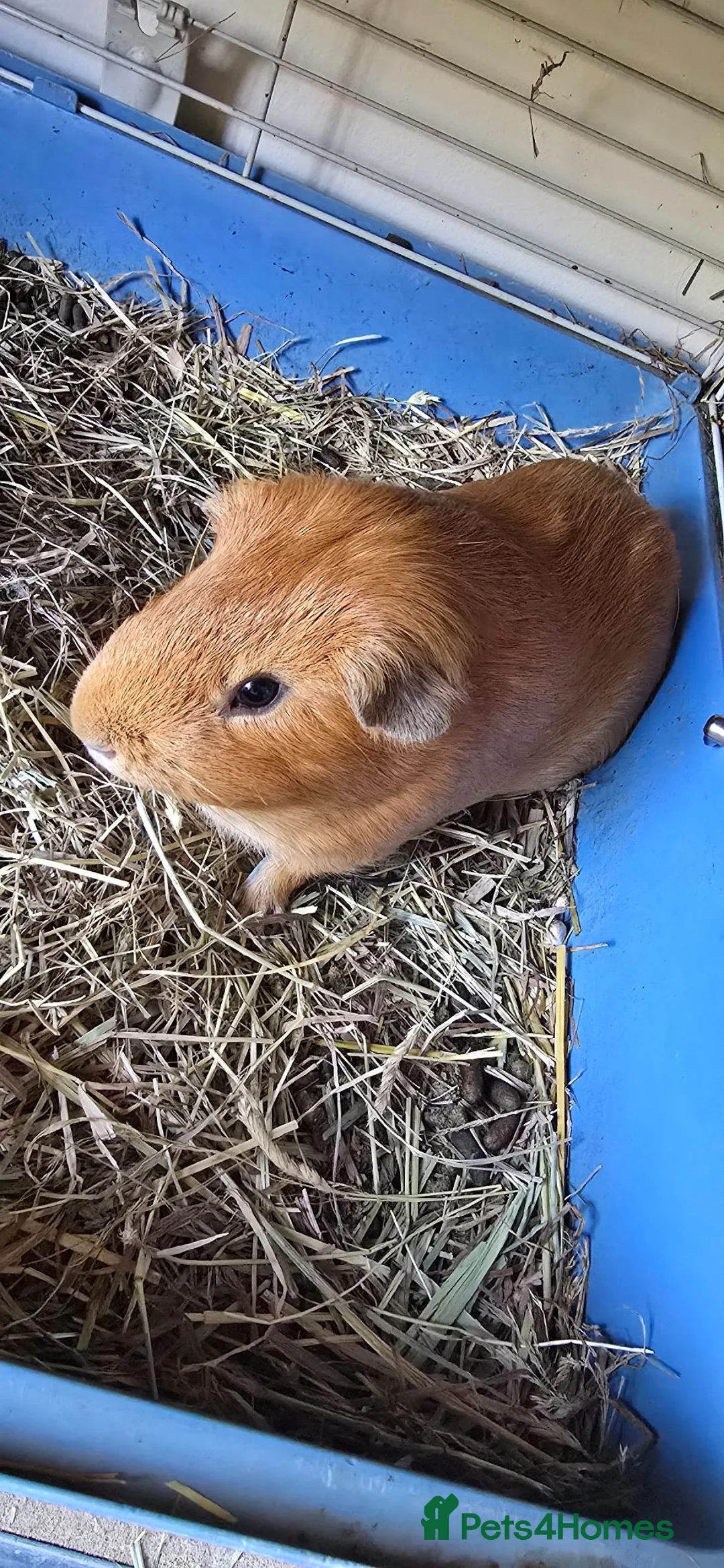 Guinea Pig rodents for sale: Guinea pigs - Advert 3