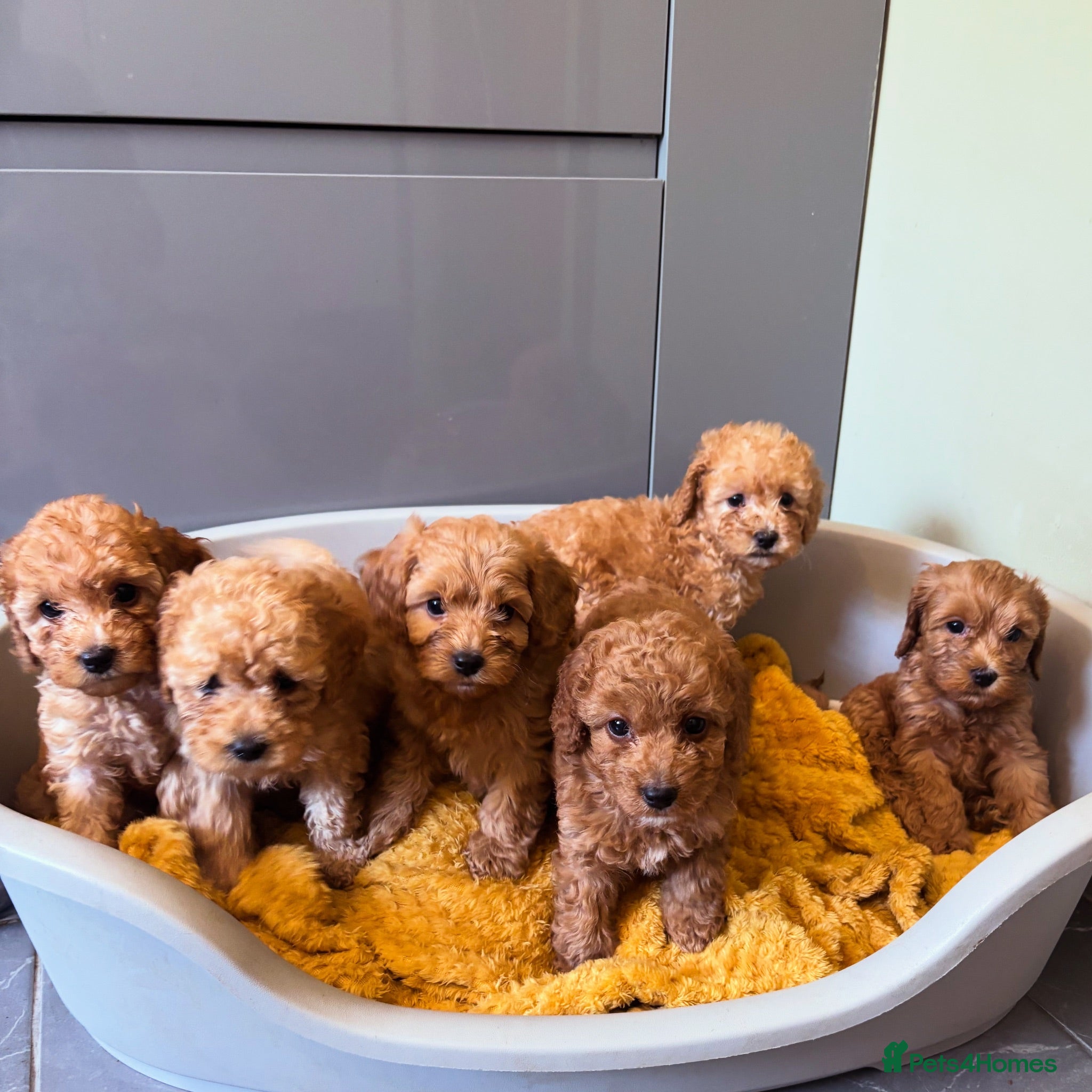 Cockapoo dogs Stunning home reared F1B cockapoos - Advert 11