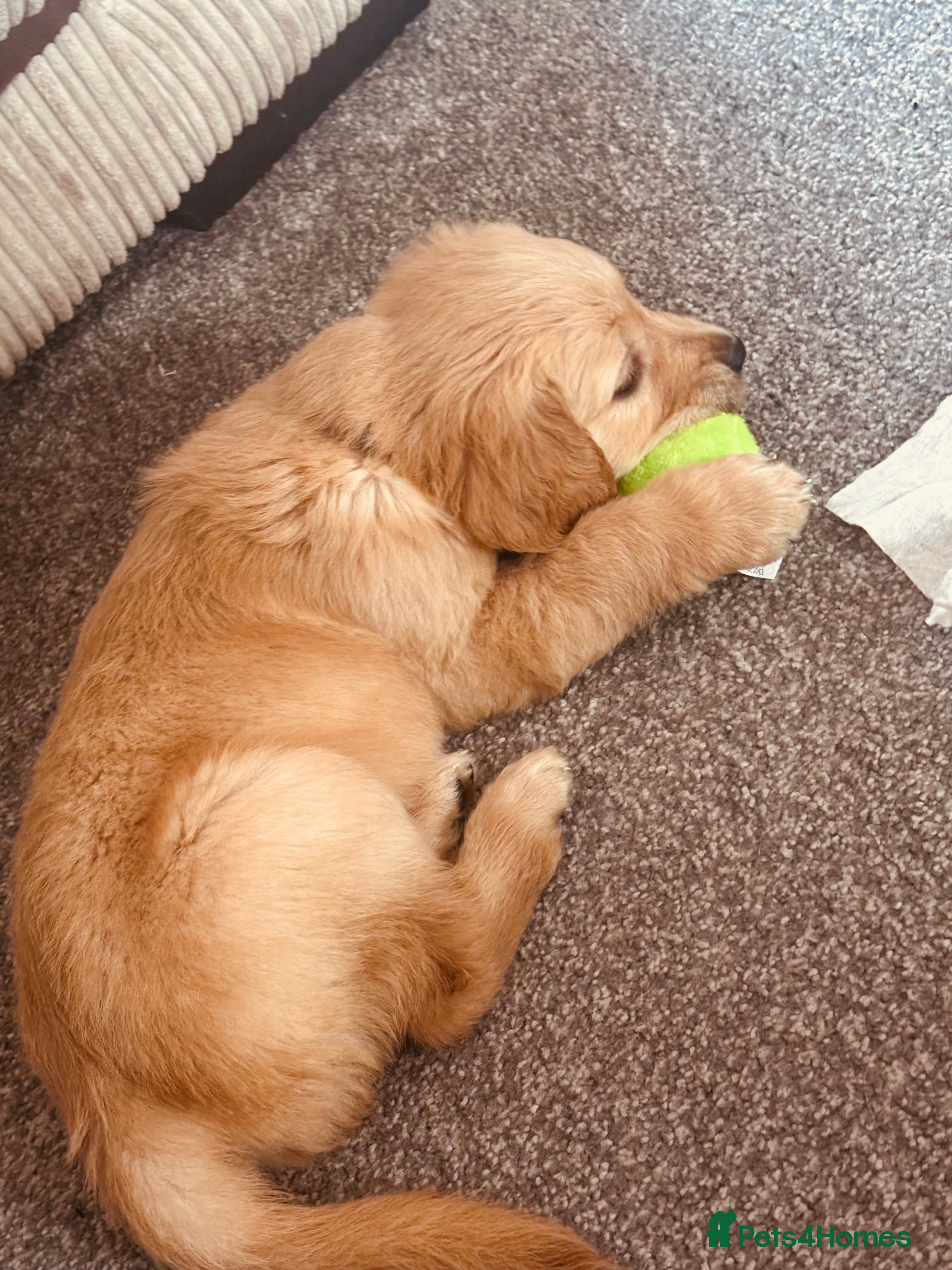 Golden Retriever dogs Golden retriever KC puppies (7)  - Advert 2