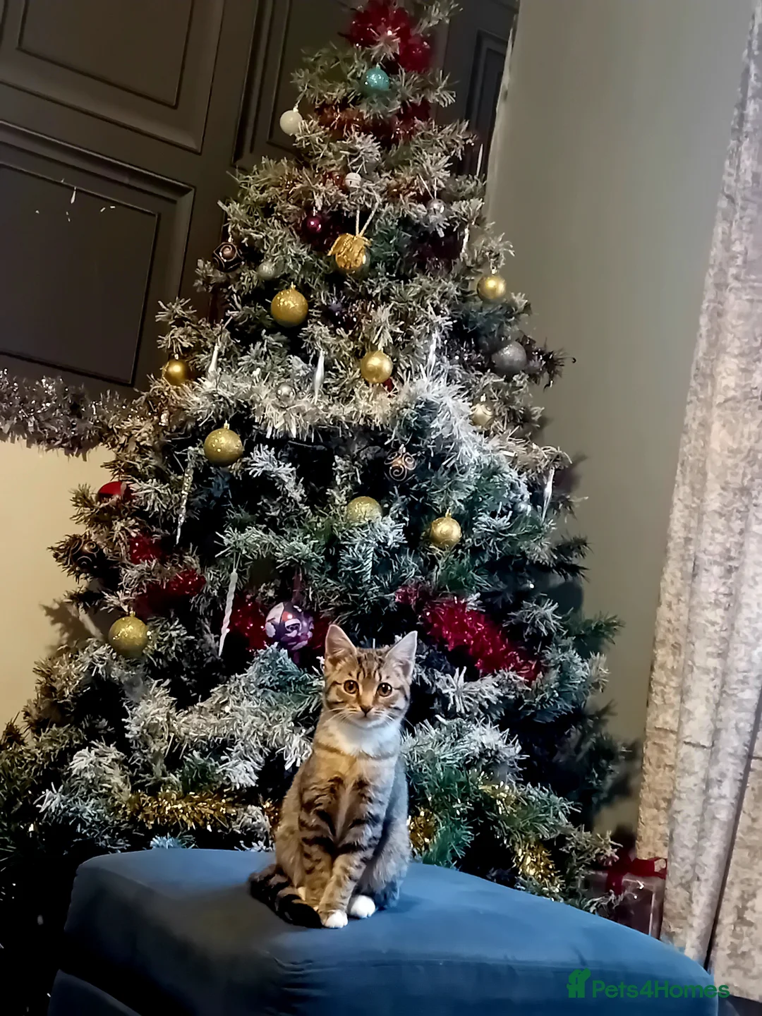 Mixed Breed cats for sale: Selling due to not having time for her - Advert 3