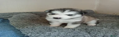 Siberian Husky Puppy 2