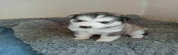 Siberian Husky dogs for sale: Siberian Huskie puppies for sale - Advert 8