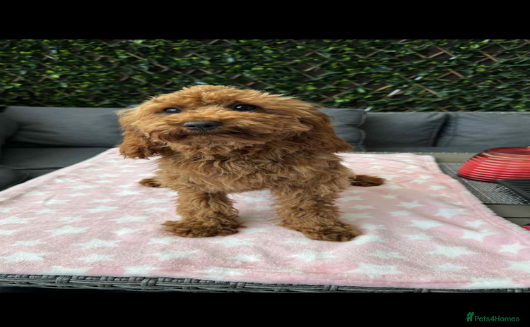 Cavapoo dogs - Advert 2