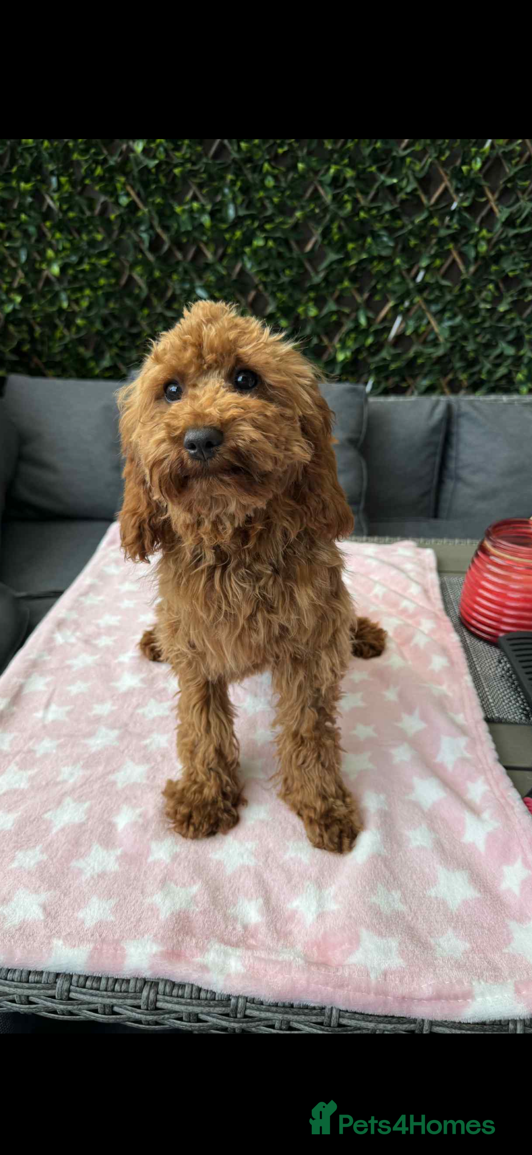 Cavapoo dogs for sale:  5 month Cavapoo puppies for sale - Image 1