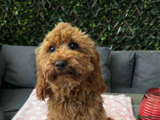 Cavapoo dogs - Advert 19