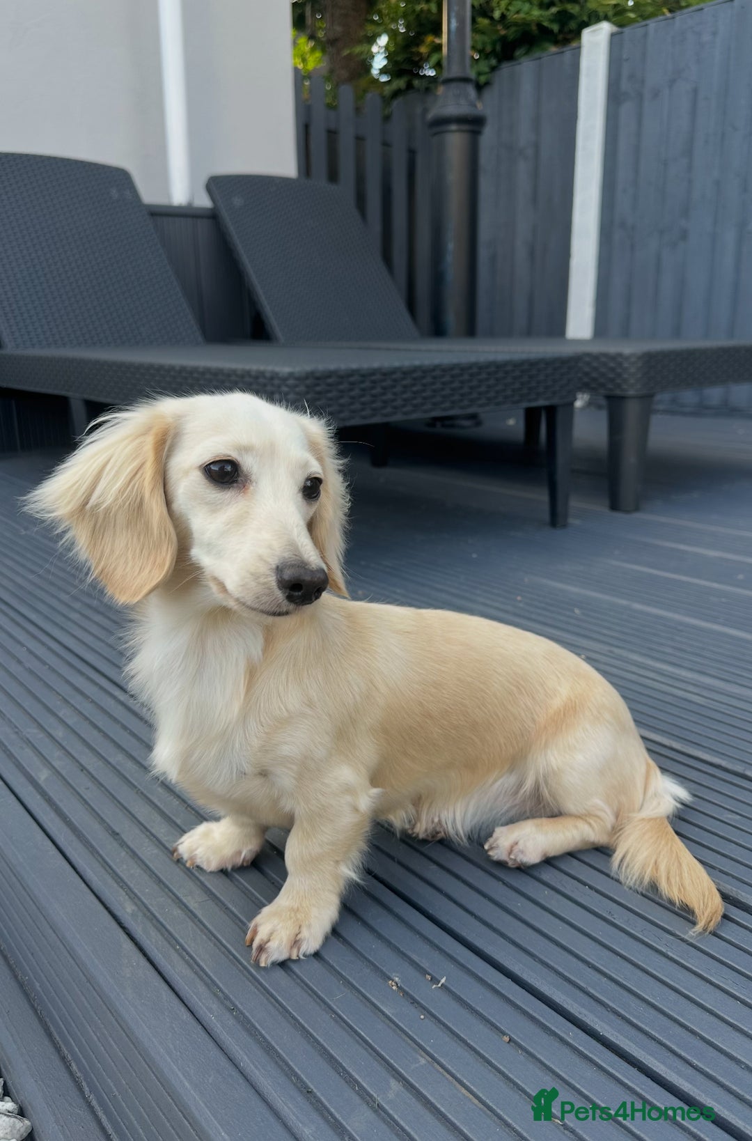 Miniature Dachshund dogs for sale: 2 male longhaired cream mini dachshunds. - Image 13