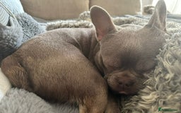 French Bulldog dogs for sale: Male 1 year old Frenchie looking for a new home - Image 1