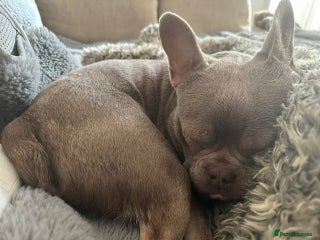 French Bulldog dogs for sale - Advert 1