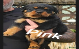 Rottweiler dogs for sale: Top quality European bloodlines rottweiler Puppies - Image 10