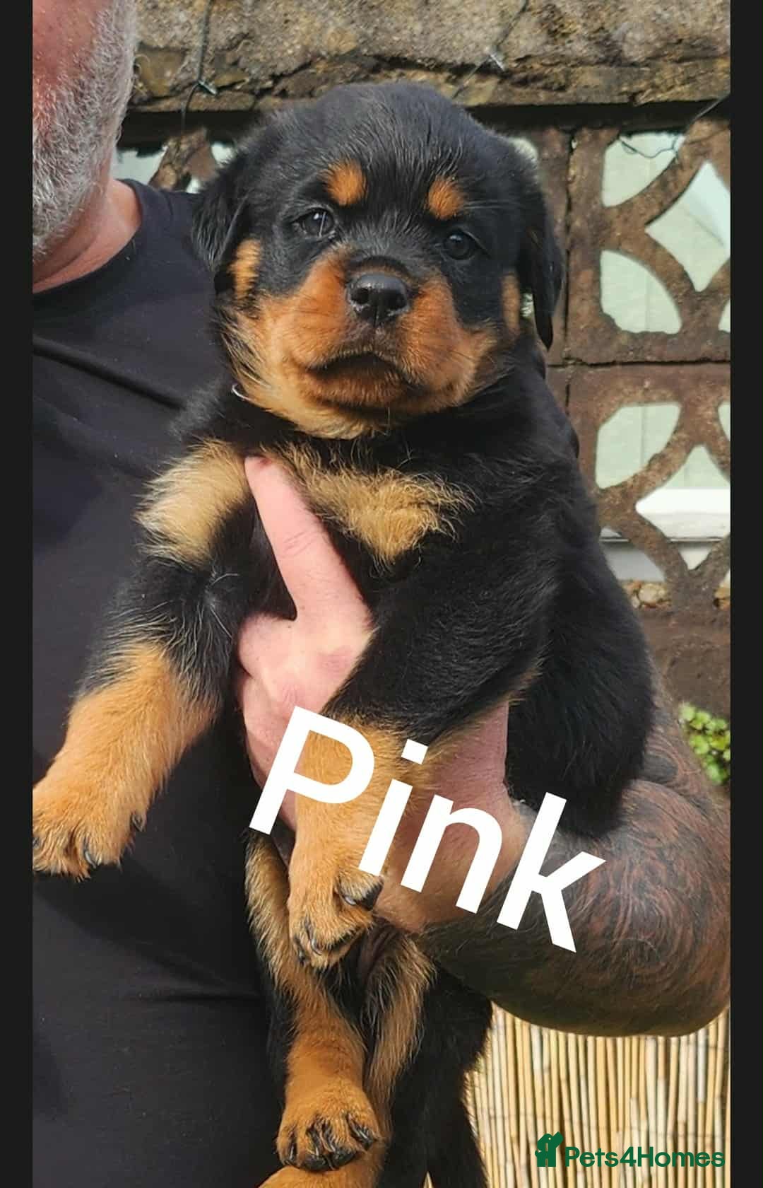 Rottweiler dogs for sale: Top quality European bloodlines rottweiler Puppies - Image 10